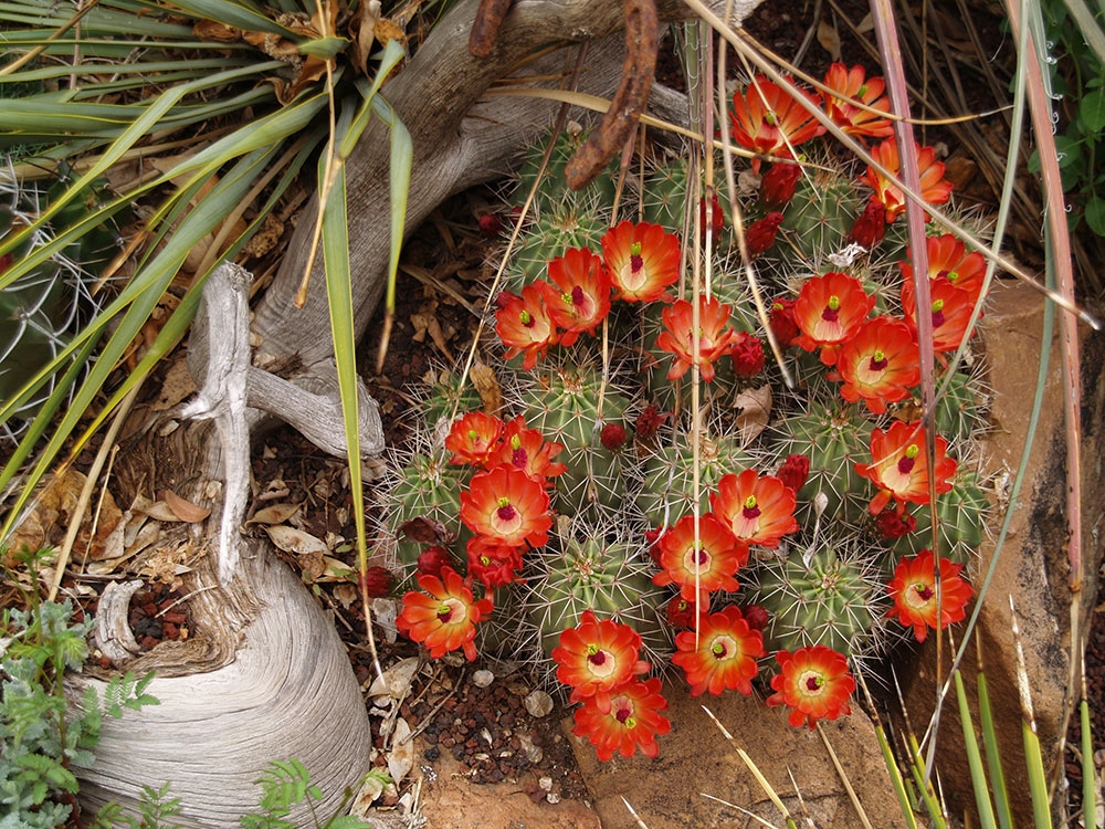 Claret cup cactus (Echinocereus triglochidiatus) is Colorado’s state cactus