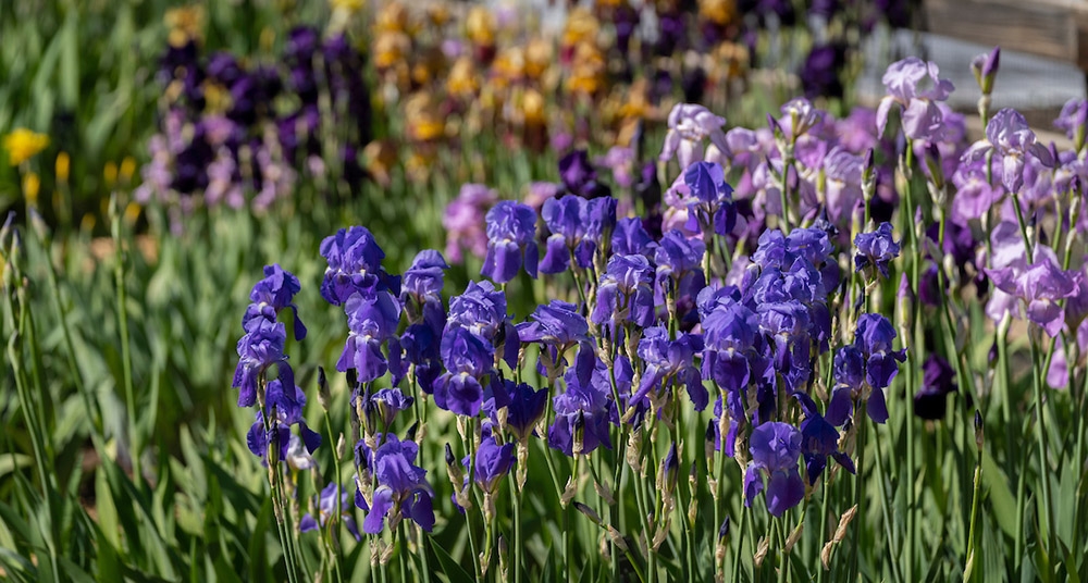 iris collection