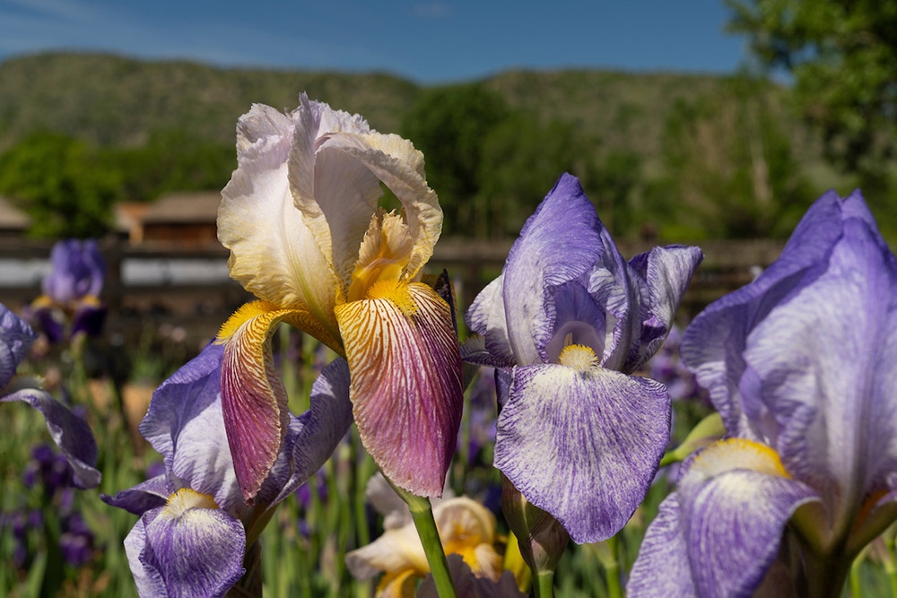 iris colors