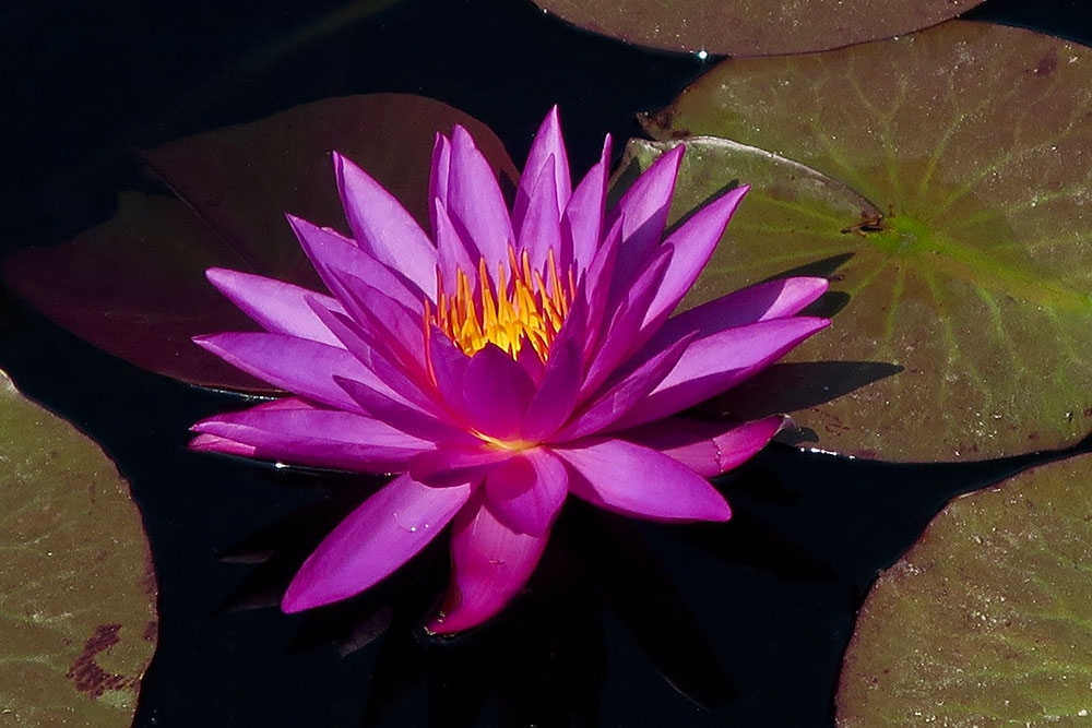 'Detective Erika' - Hardy x Tropical Cross Waterlily in Four Towers Pond 