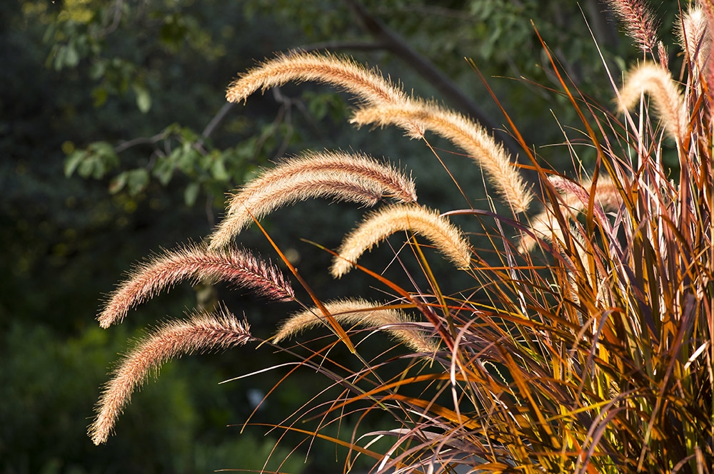 grasses