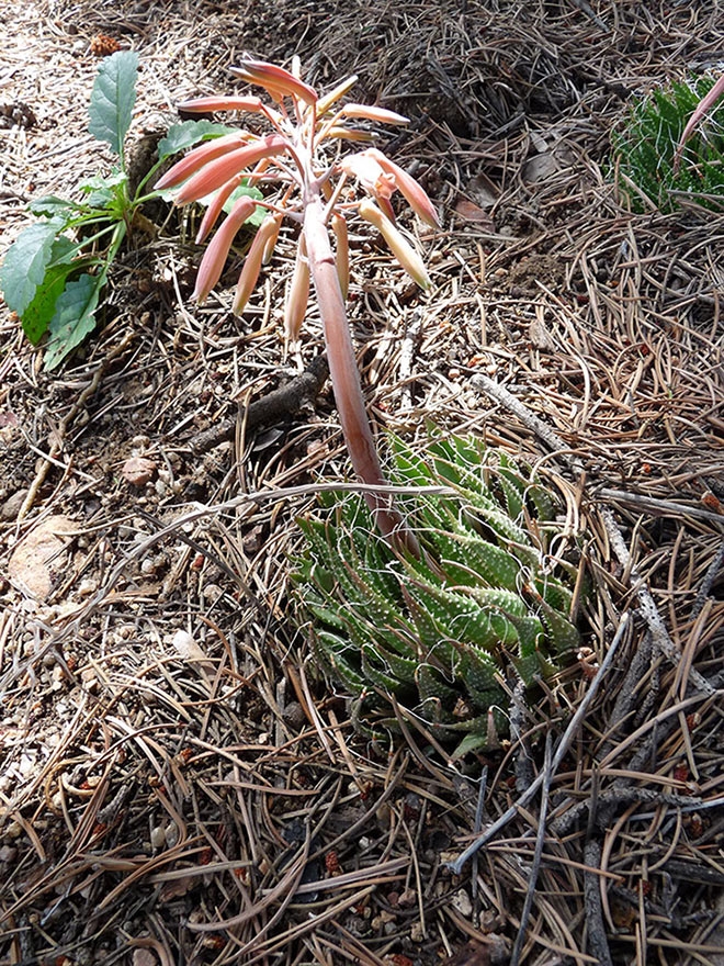 Aloe aristata