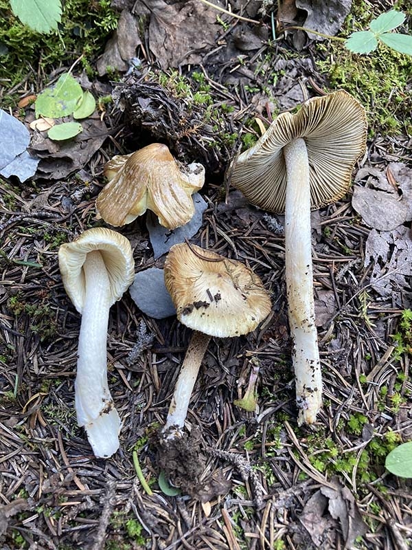 Inocybe soraria