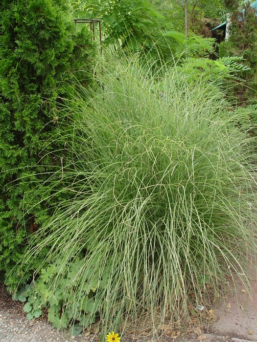 Miscanthus sinensis 'Yakujima'
