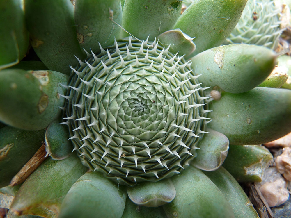 Orostachys spinosa