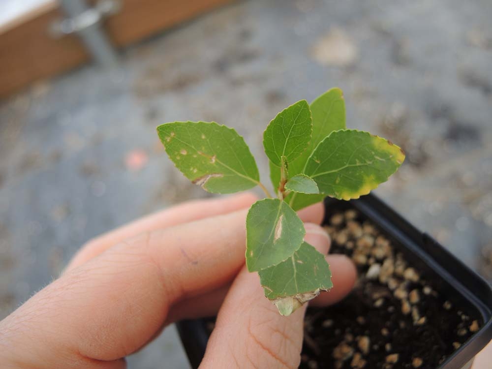 Populus sp.