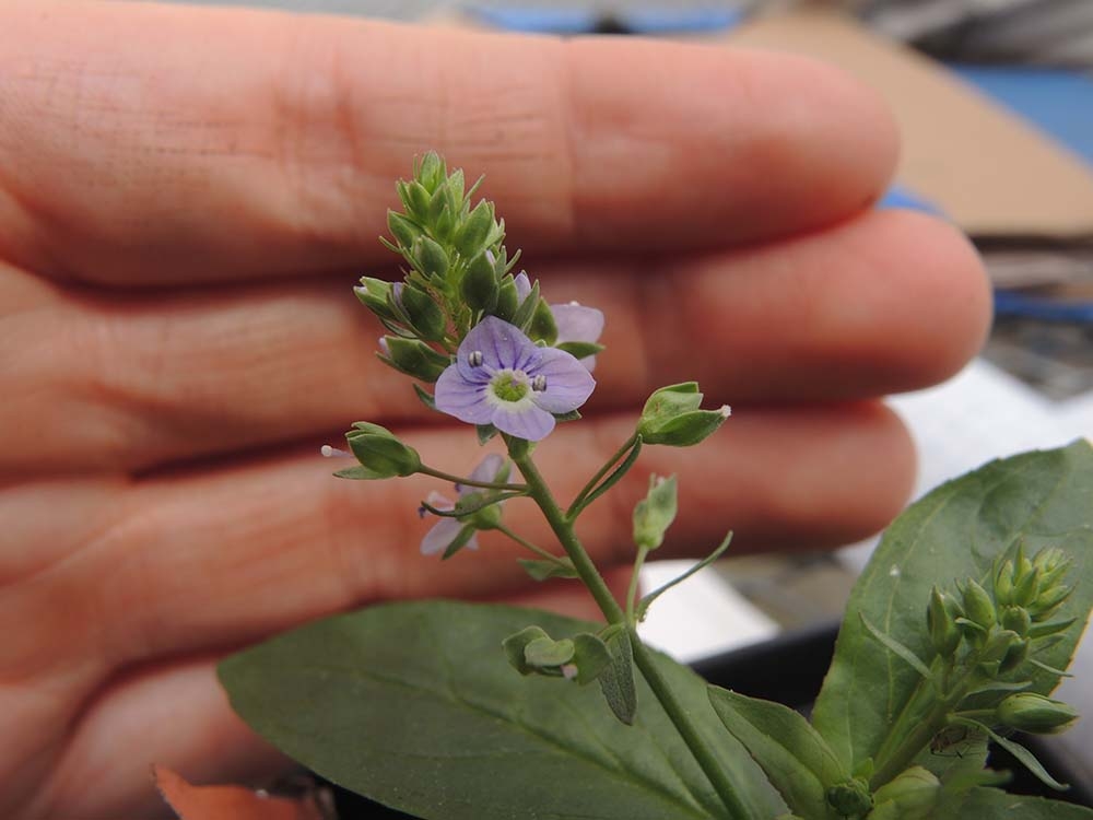Veronica sp