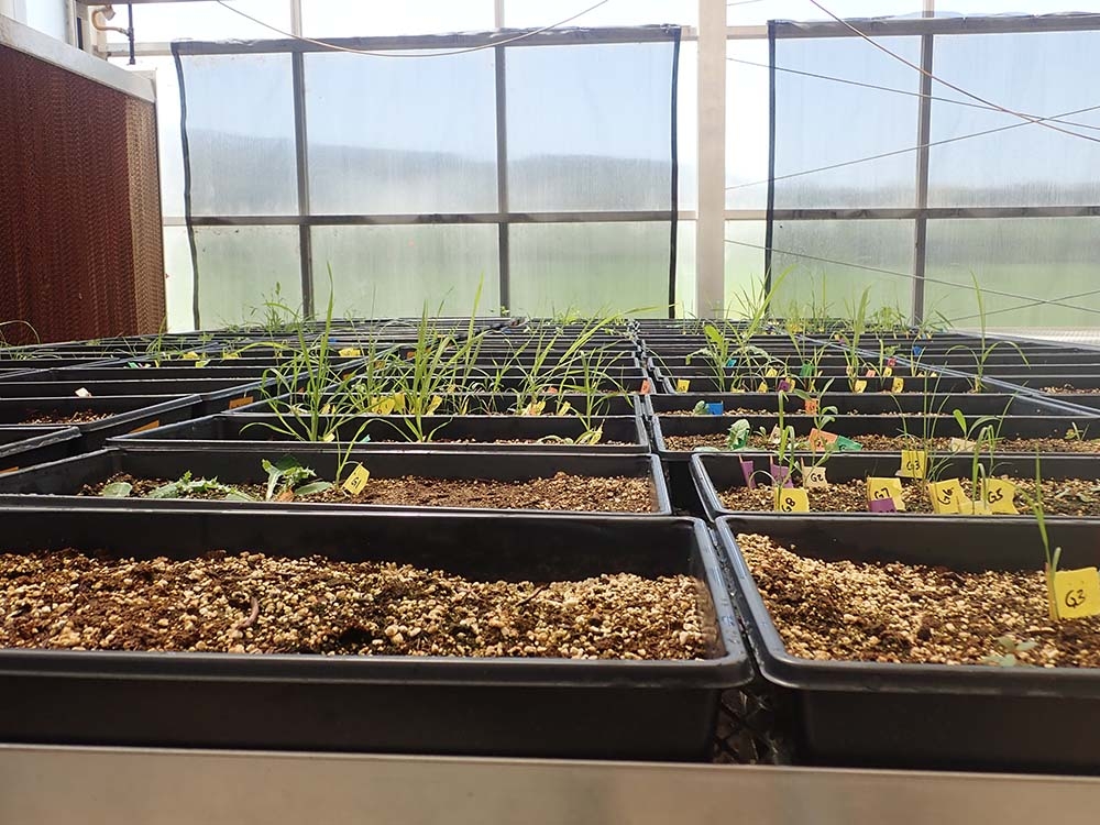 germinating seedlings