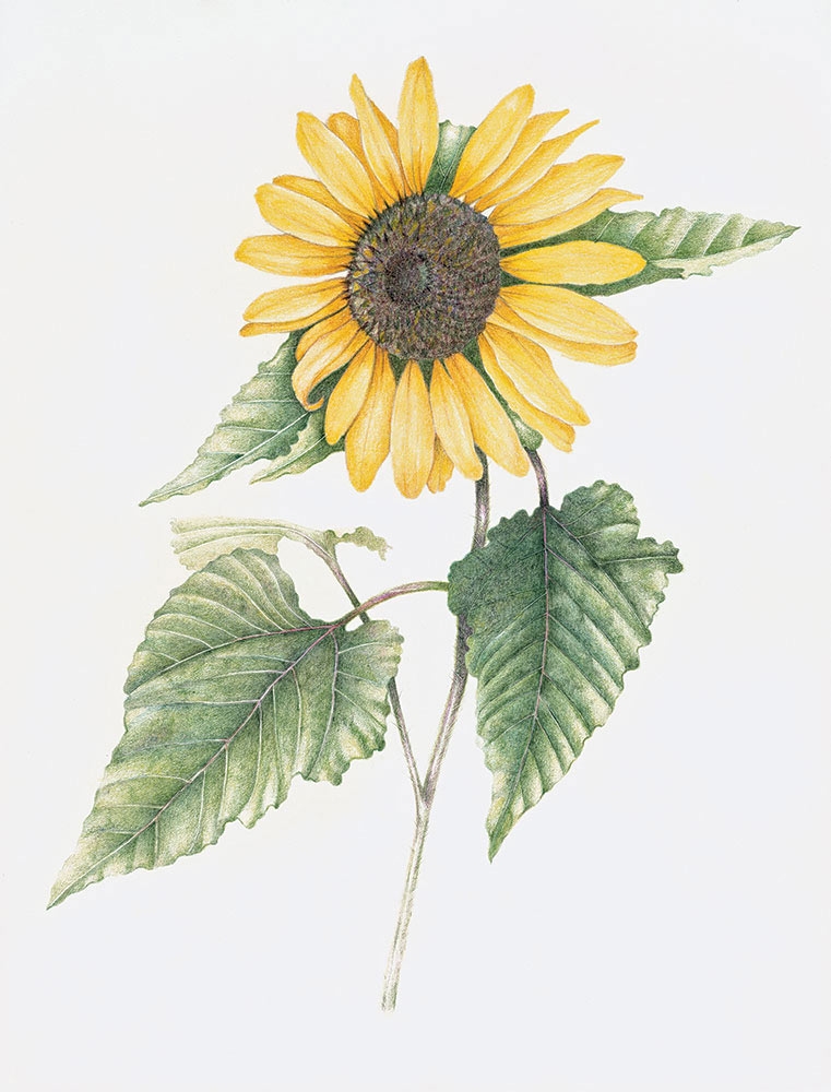 Michael Campbell, Helianthus annuus, colored pencil, 2010.