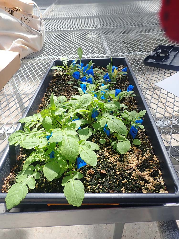 seedlings to transplant