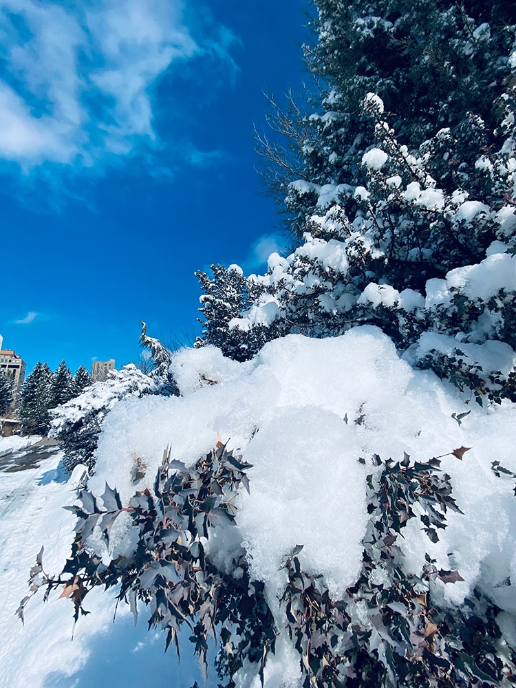 Berberis fremontii (Fremont barberry)