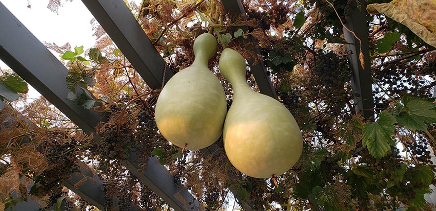Birdhouse gourds in Le Potager