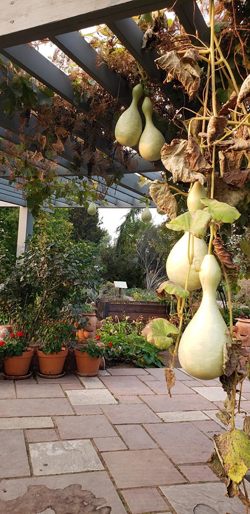 Birdhouse gourds in Le Potager