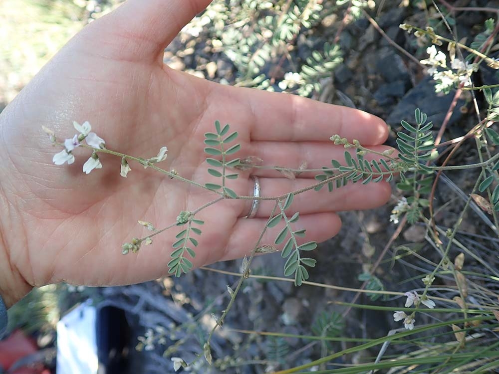 Astragalus microcymbus