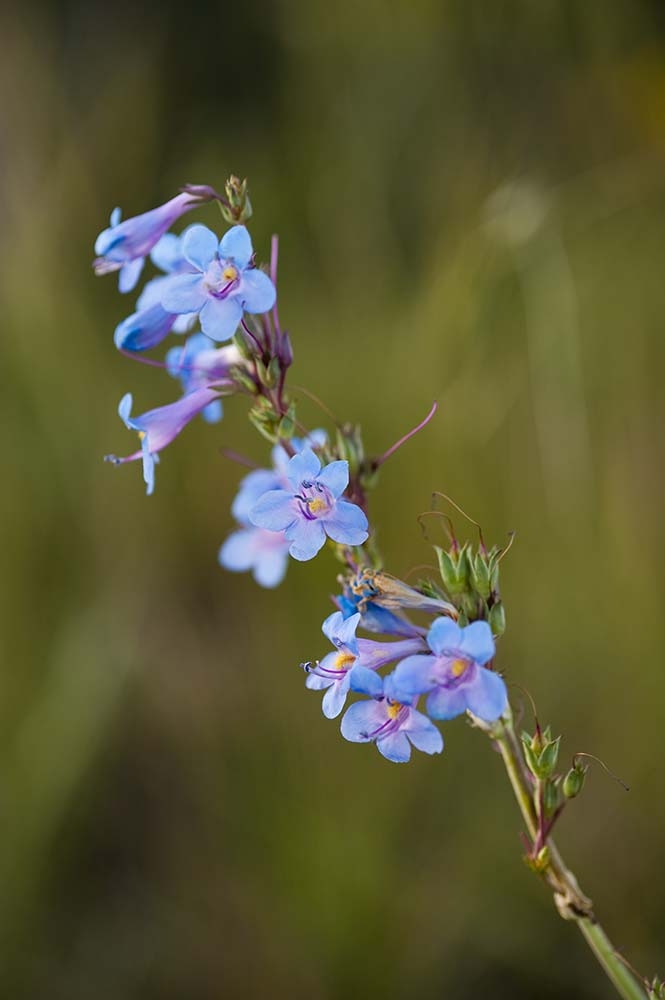 Penstemon harringtonii