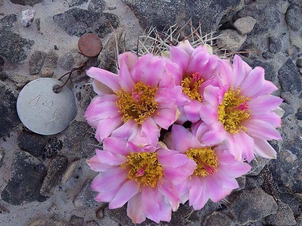 Sclerocactus glaucus