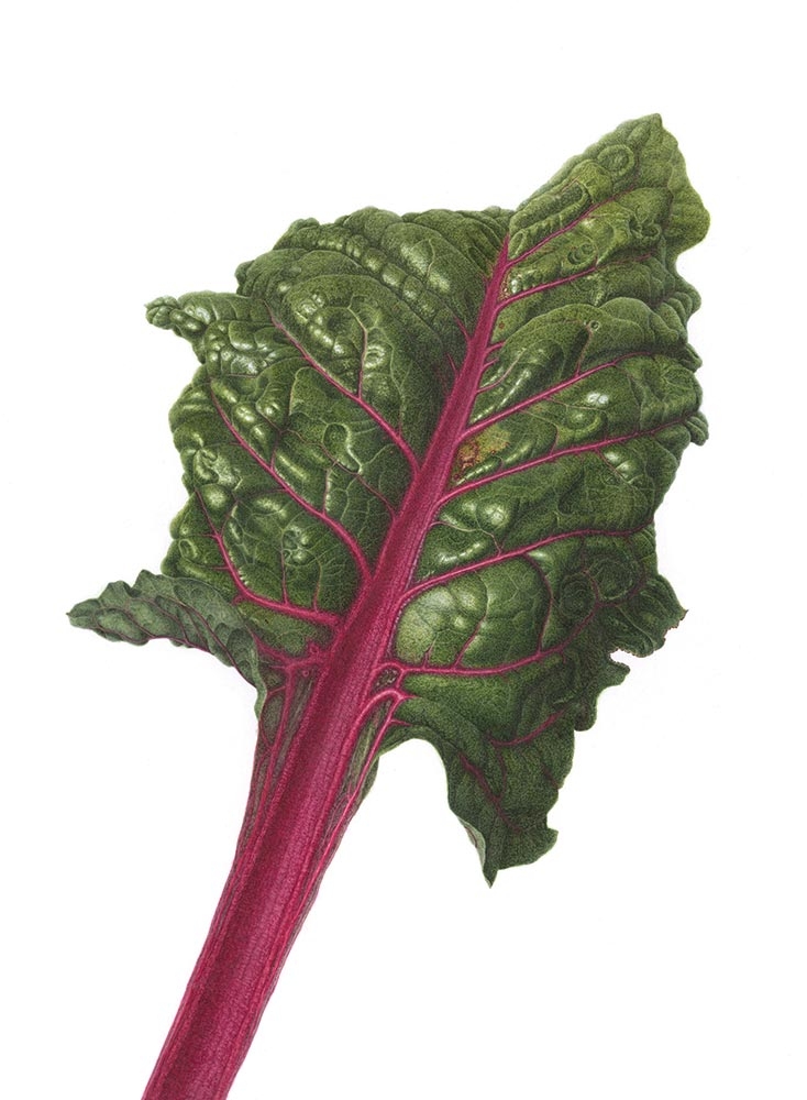 Mitsuko Schultz, “Ruby Red Swiss Chard,” watercolor on paper, 2020. 