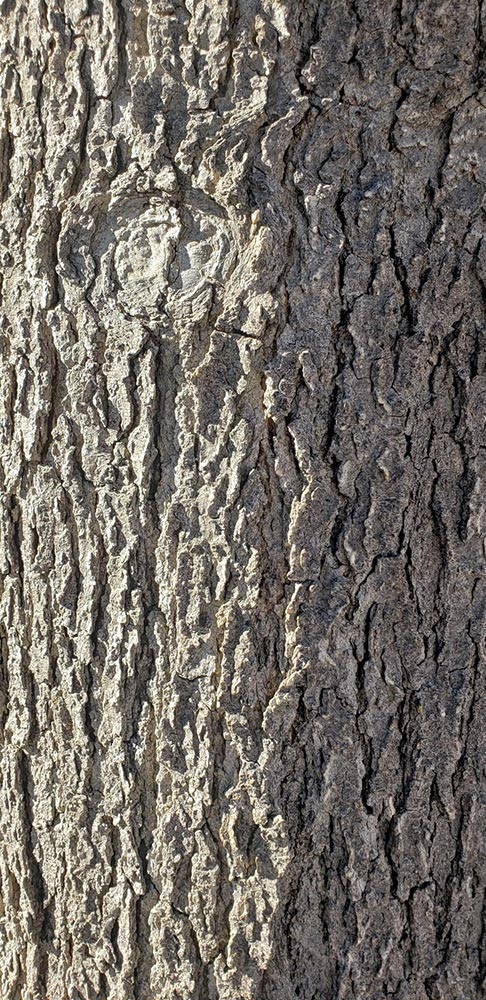 Ash bark