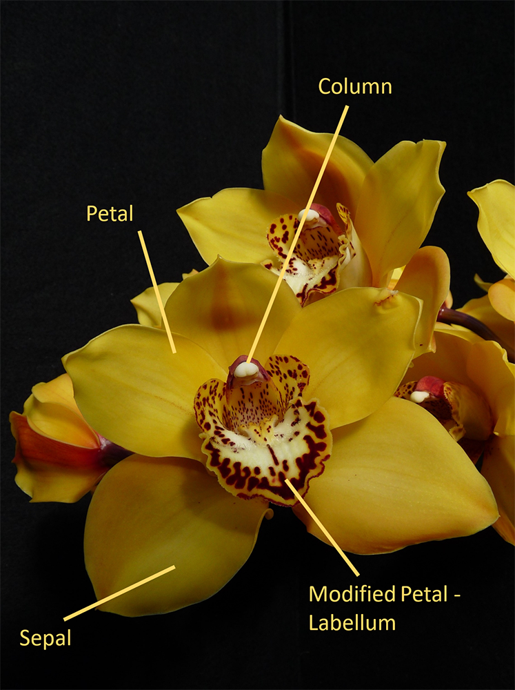 Cymbidium hybrid