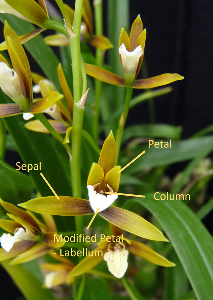 Prosthechea semiaptera