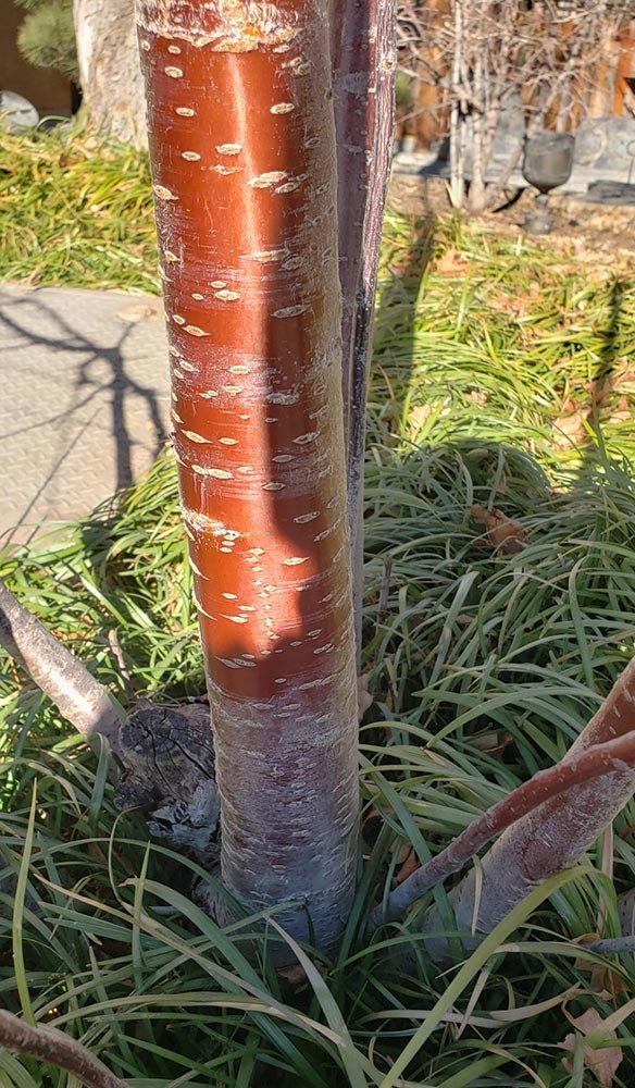 Prunus bark