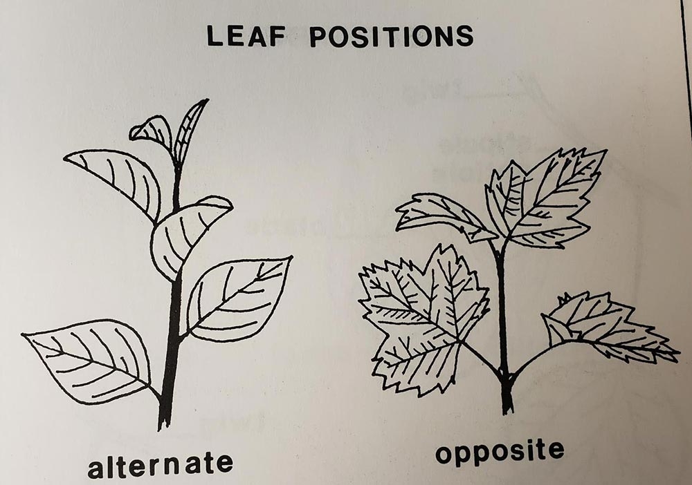 Leaf positions