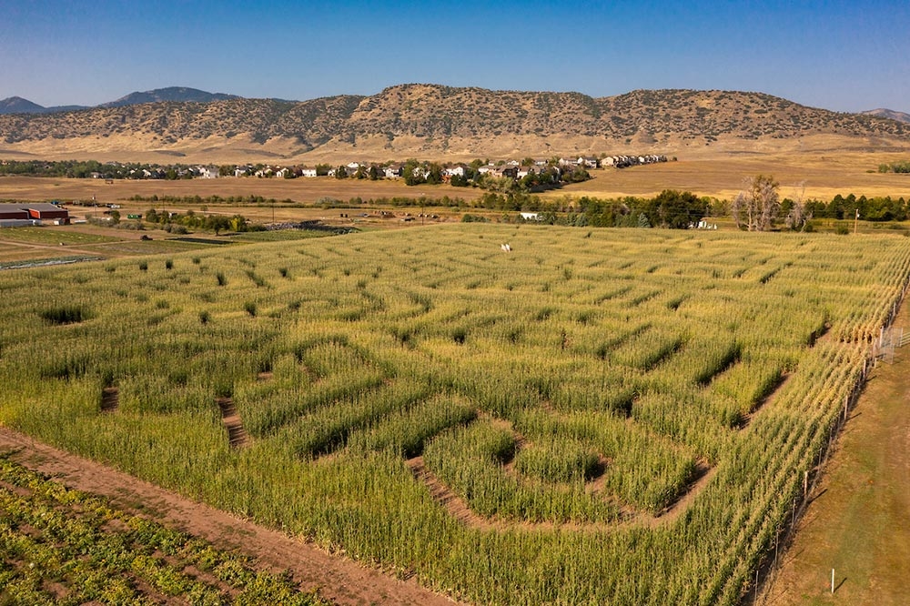 Corn Maze at Chatfield Farms