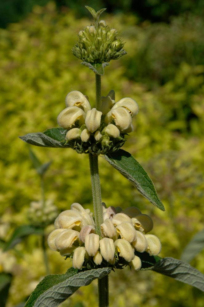 Jerusalem sage (Phlomis russeliana)