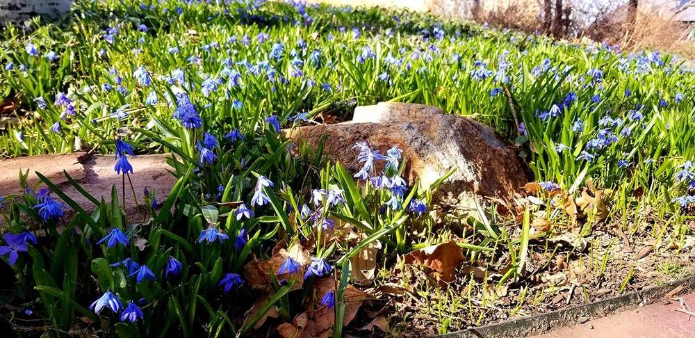 Siberian squill (Scilla siberica)