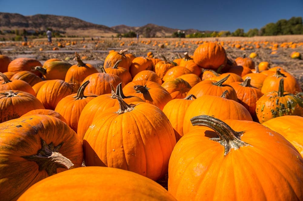 Pumpkin Festival at Chatfield Farms