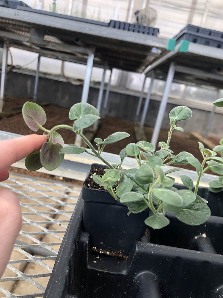 Antirrhinum sempervirens