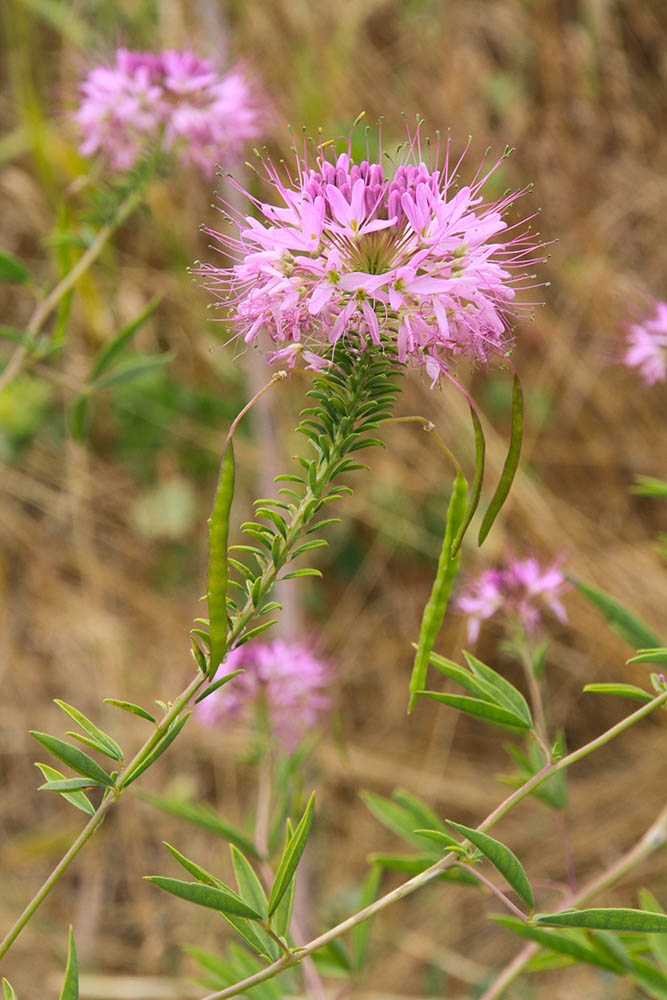 Cleome serrulata
