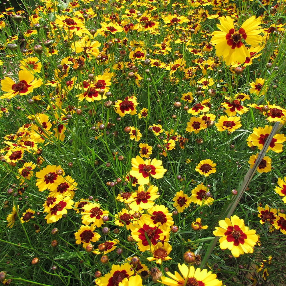 Coreopsis tinctoria