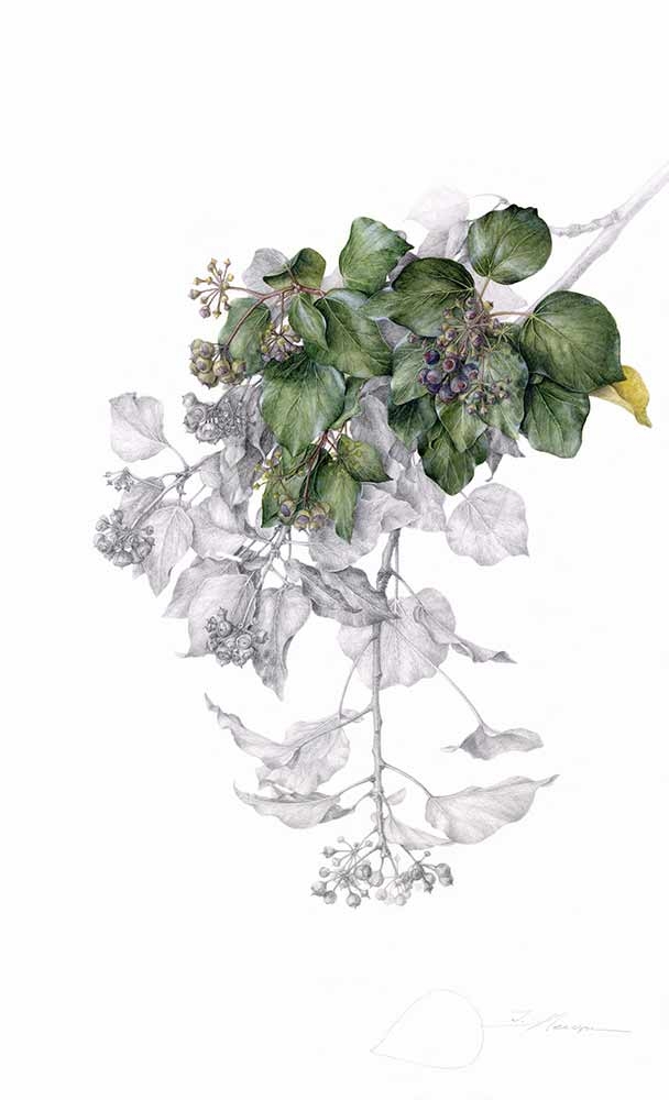 Irina Neacsu, “Ivy”, watercolor and graphite, 2022.