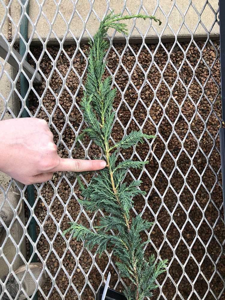 Juniperus horizontalis