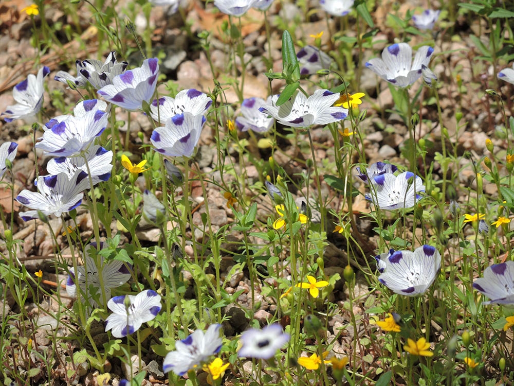 Nemophila maculata