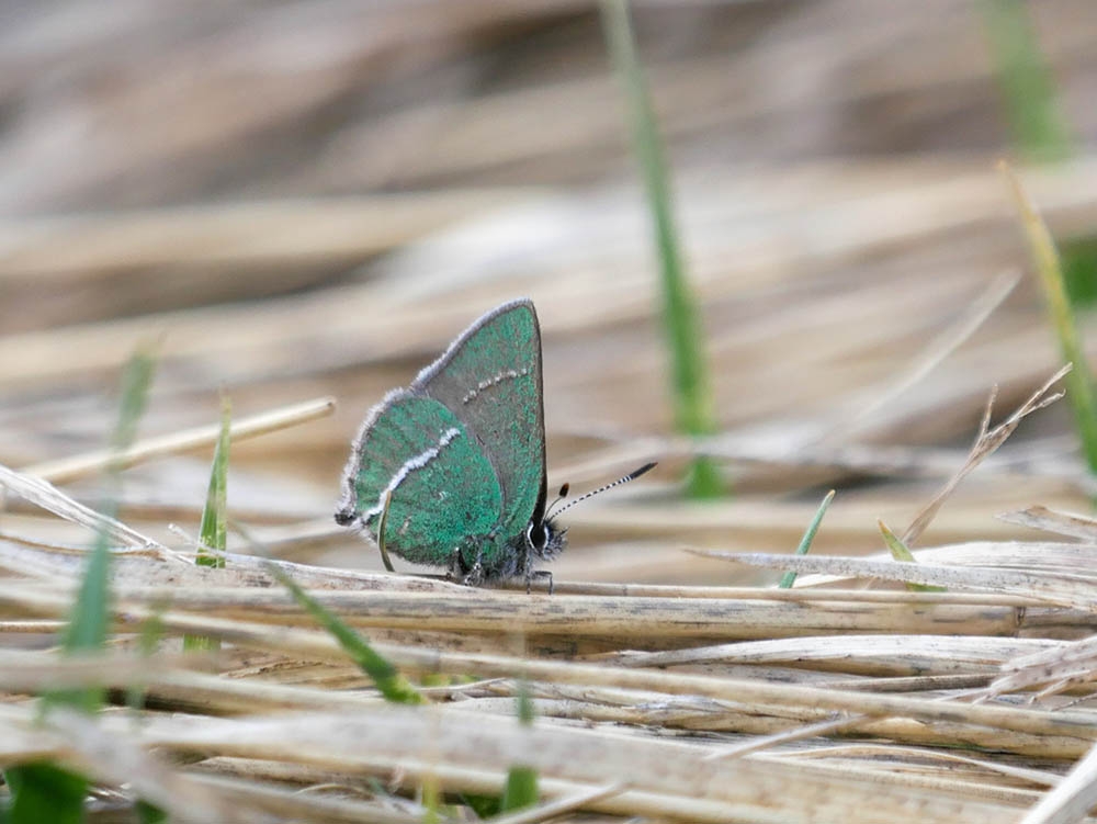 Callophrys sheidanii