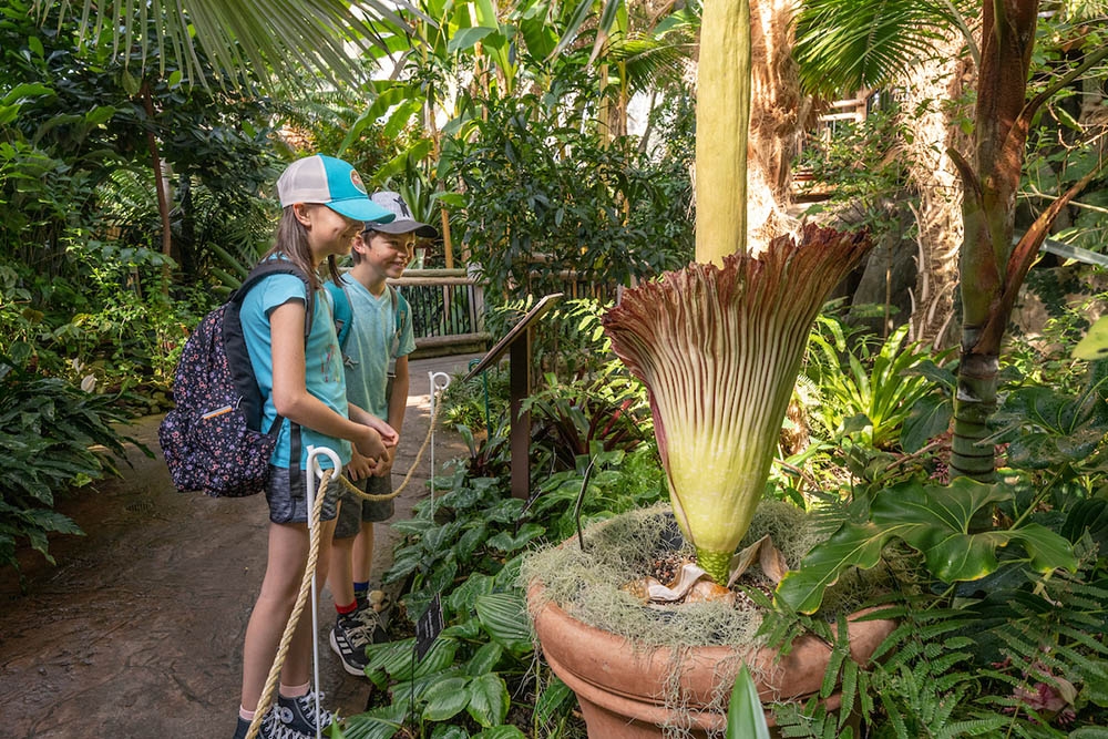 Lil' Stinker kids 2022