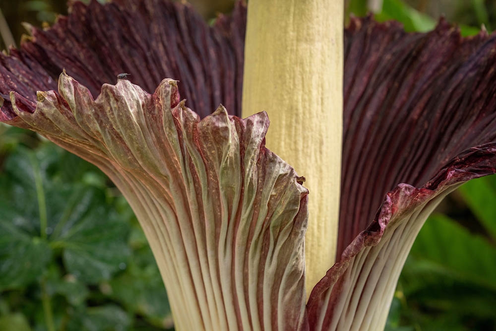 Lil Stinker Bloom 2022