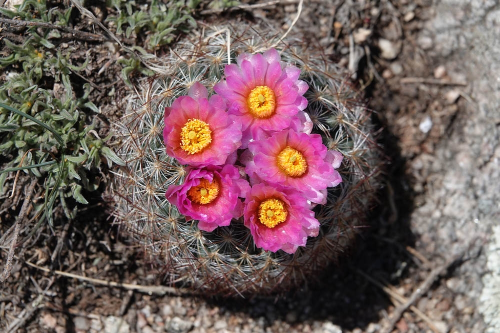 Pediocactus simpsonii_Willem