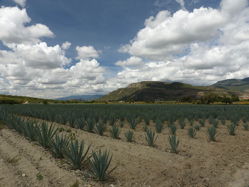 Agave fields