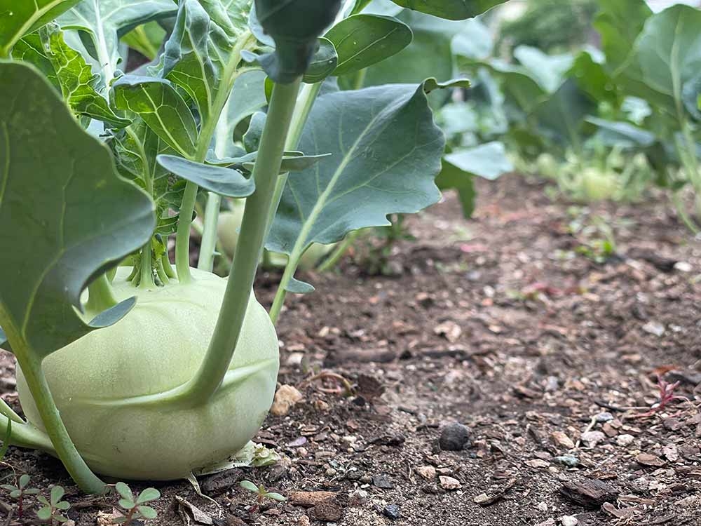 Kohlrabi