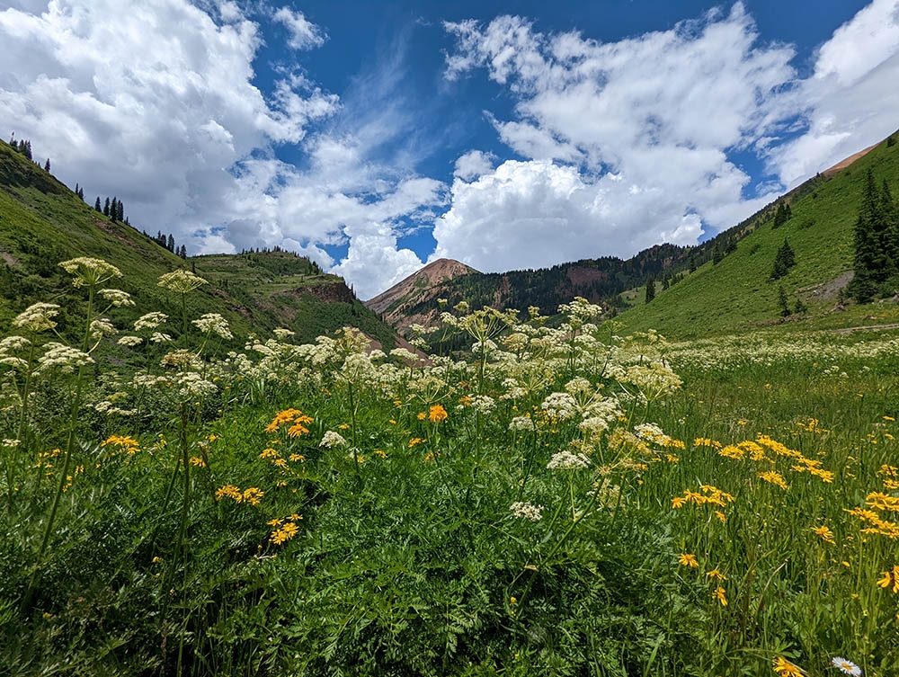 Field of wildflowers in front of a mountain