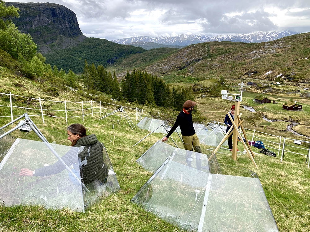 Warming transplant alpine study