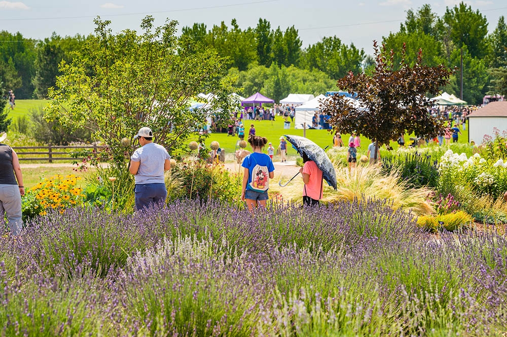 lavender festival