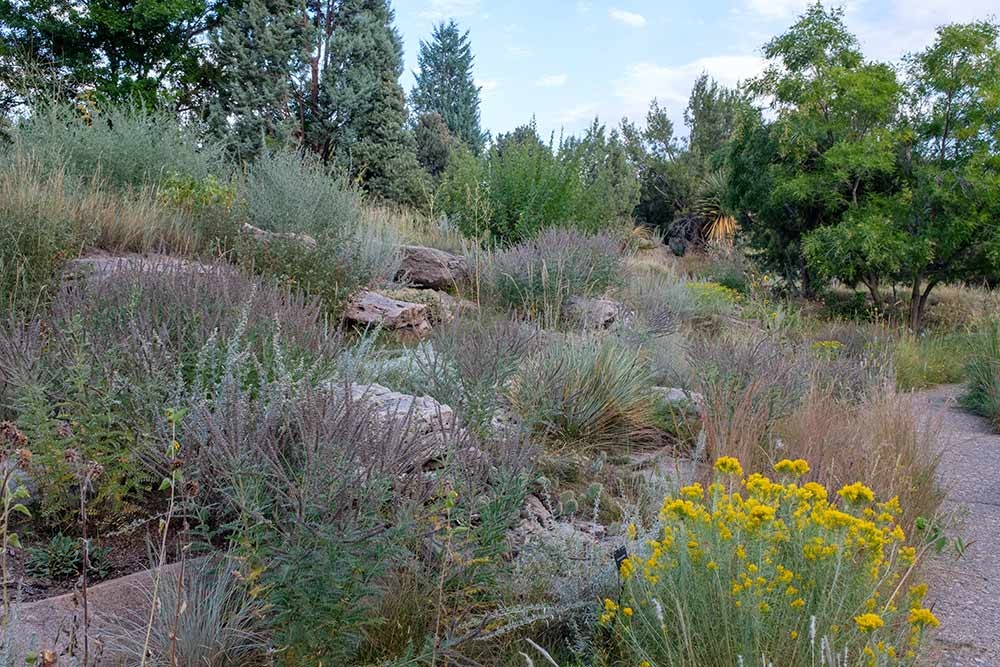 Leadplant (Amorpha canescens) 