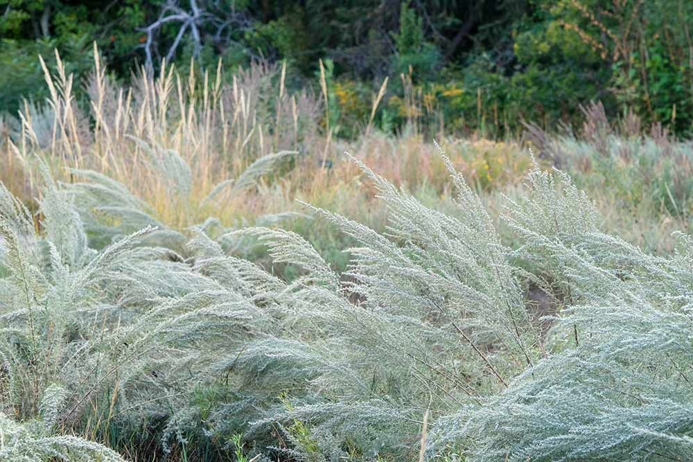 There is fine texture of sand sage (Artemisia filifolia)' 