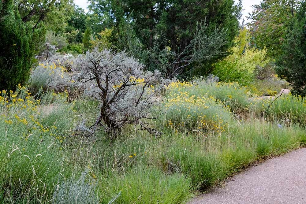 Rabbitbrush (Ericameria nauseosa) and big sagebrush (Artemisia tridentata)