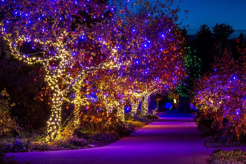 Holiday light path