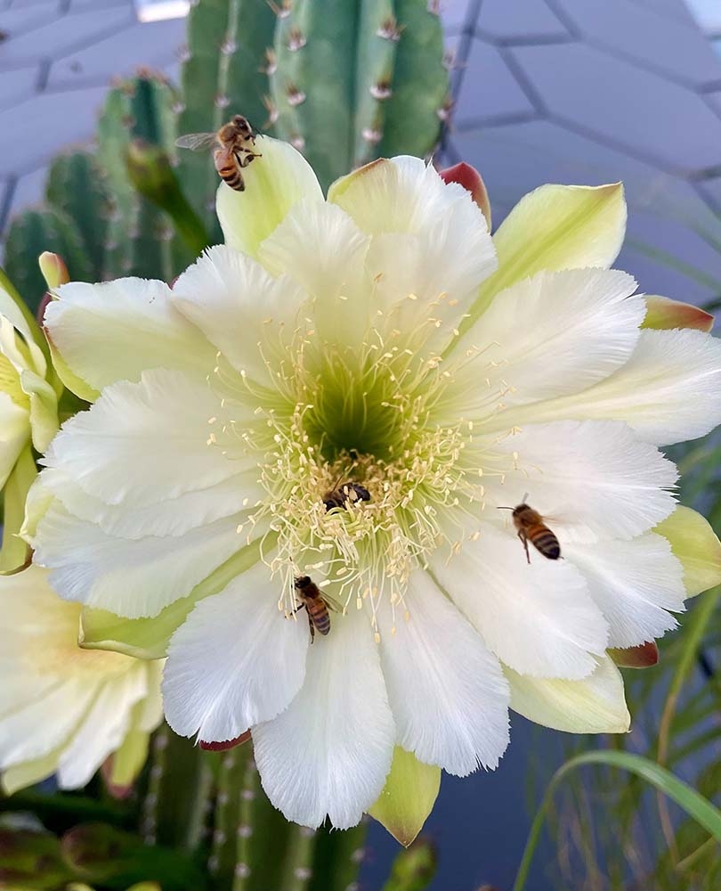 Cereus peruvianus bloom